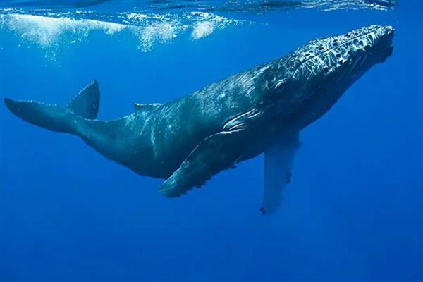 鲸鱼要不要换气,浅潜时每隔12-20秒换一次气