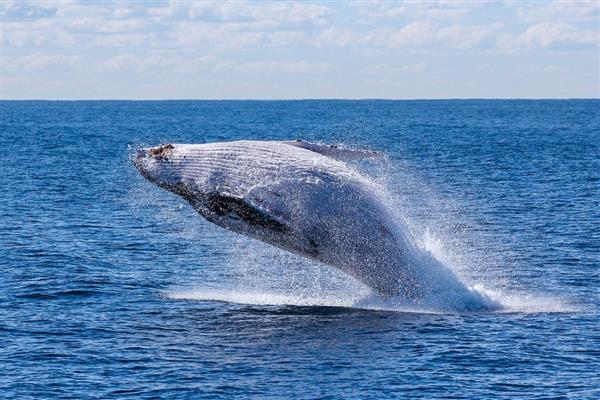 鲸鱼要不要换气,浅潜时每隔12-20秒换一次气