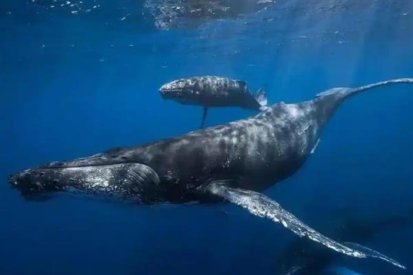 鲸鱼要不要换气,浅潜时每隔12-20秒换一次气