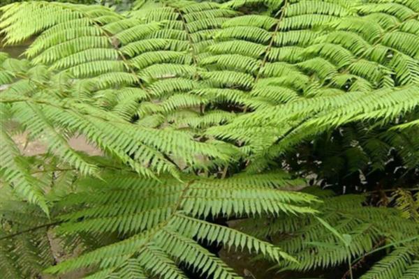 常见蕨类盆栽有哪些，有鹿角蕨、桫椤等