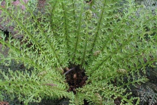 常见蕨类盆栽有哪些，有鹿角蕨、桫椤等