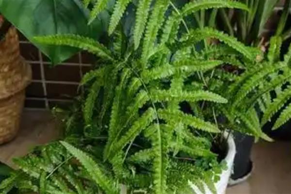 常见蕨类盆栽有哪些，有鹿角蕨、桫椤等