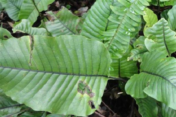 常见蕨类盆栽有哪些，有鹿角蕨、桫椤等