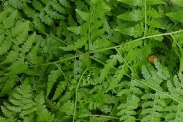 常见蕨类盆栽有哪些，有鹿角蕨、桫椤等