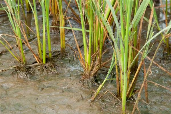 恶苗病是哪种激素引起的，是赤霉素引起的
