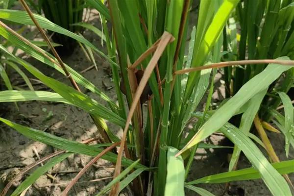 恶苗病是哪种激素引起的，是赤霉素引起的