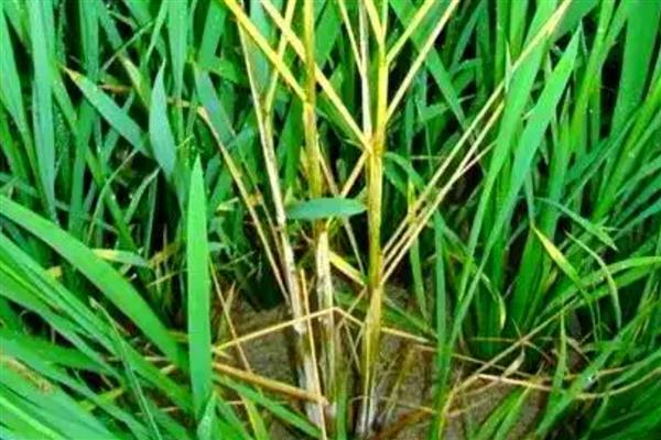 恶苗病是哪种激素引起的，是赤霉素引起的