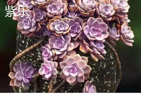 有哪些多肉品种不怕热，有紫乐、姬胧月等