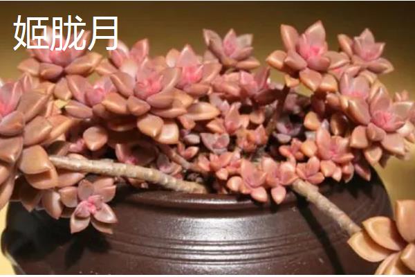 有哪些多肉品种不怕热，有紫乐、姬胧月等