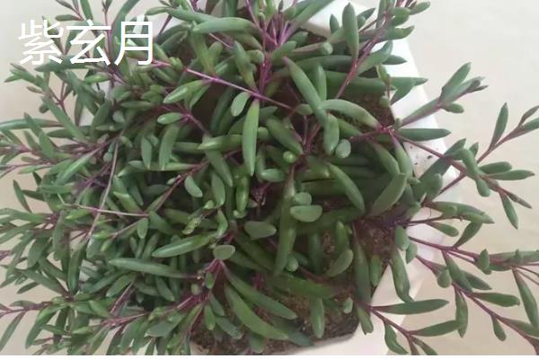 有哪些多肉品种不怕热，有紫乐、姬胧月等