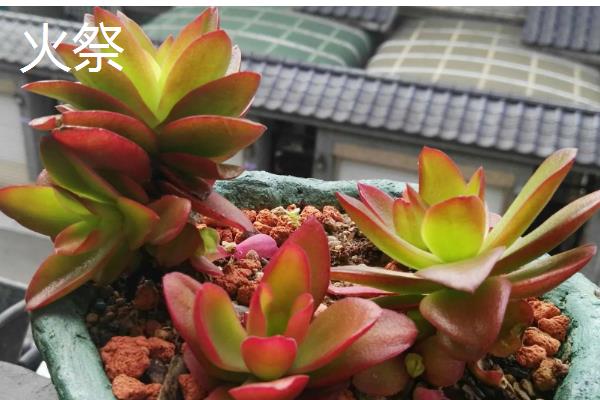 有哪些多肉品种不怕热，有紫乐、姬胧月等