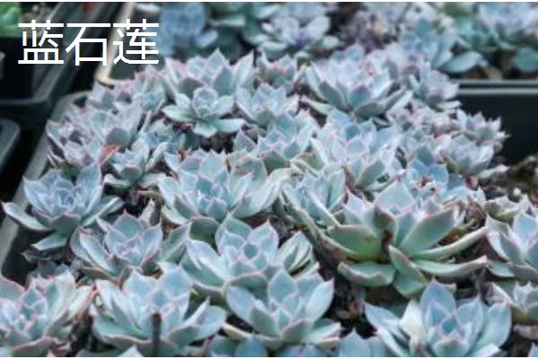 有哪些多肉品种不怕热，有紫乐、姬胧月等