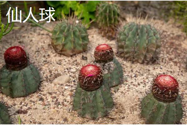 有哪些多肉品种不怕热，有紫乐、姬胧月等