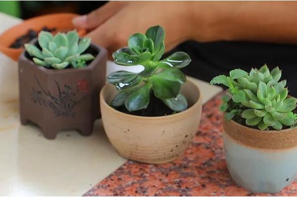 有哪些多肉品种不怕热，有紫乐、姬胧月等