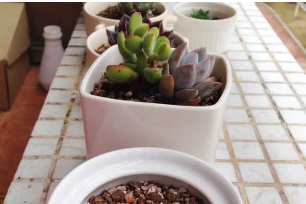 有哪些多肉品种不怕热，有紫乐、姬胧月等