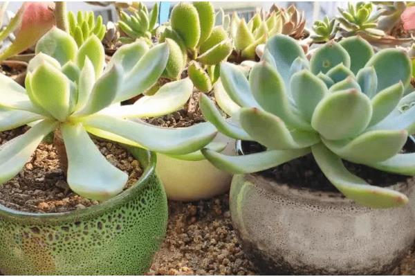 有哪些多肉品种不怕热，有紫乐、姬胧月等