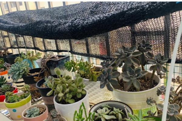 有哪些多肉品种不怕热，有紫乐、姬胧月等