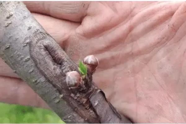 李子的嫁接方法，砧木选择健康的梨树或桃树