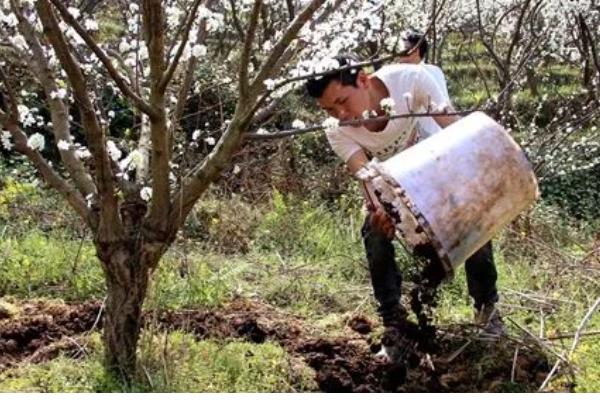 李子的嫁接方法，砧木选择健康的梨树或桃树