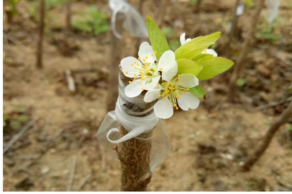 李子的嫁接方法，砧木选择健康的梨树或桃树