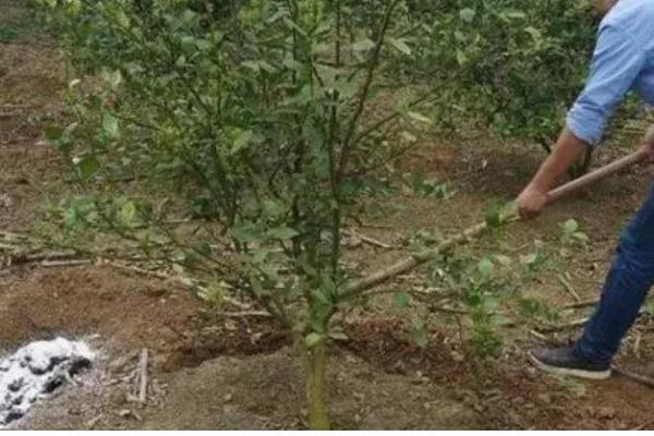 李子的嫁接方法，砧木选择健康的梨树或桃树