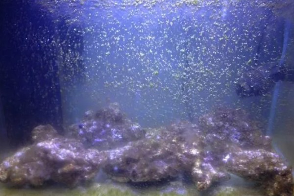 新手养鱼应该怎么养水，自来水要暴晒2-3天才能使用