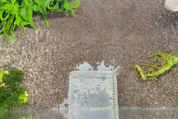 新手养鱼应该怎么养水，自来水要暴晒2-3天才能使用