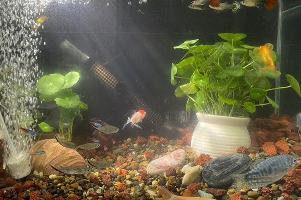 新手养鱼应该怎么养水，自来水要暴晒2-3天才能使用