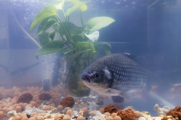 新手养鱼应该怎么养水，自来水要暴晒2-3天才能使用