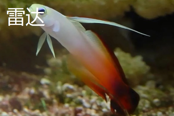 新手养鱼应该怎么养水，自来水要暴晒2-3天才能使用