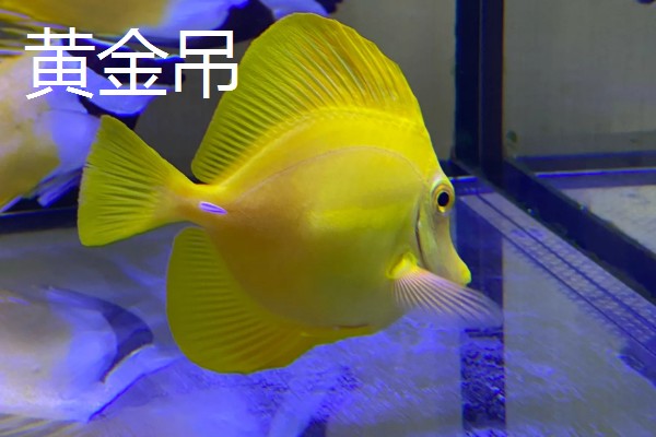 新手养鱼应该怎么养水，自来水要暴晒2-3天才能使用