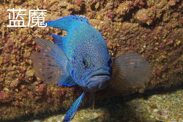 新手养鱼应该怎么养水，自来水要暴晒2-3天才能使用