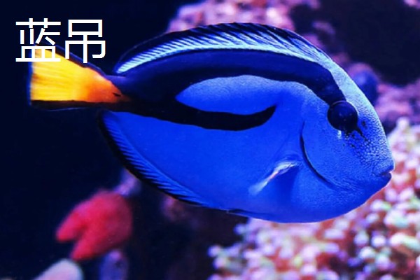 新手养鱼应该怎么养水，自来水要暴晒2-3天才能使用