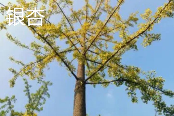 哪种树被称为活化石,是指银杏、银杉等