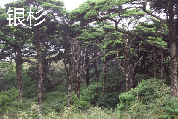 哪种树被称为活化石,是指银杏、银杉等