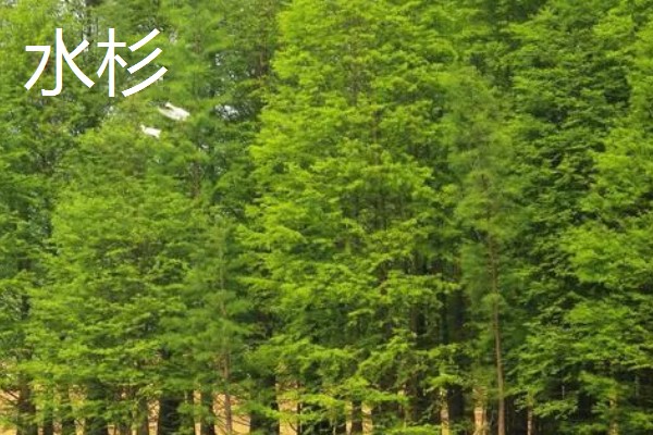 哪种树被称为活化石,是指银杏、银杉等