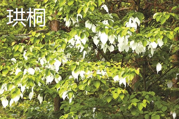 哪种树被称为活化石,是指银杏、银杉等