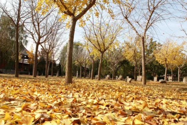 哪种树被称为活化石,是指银杏、银杉等