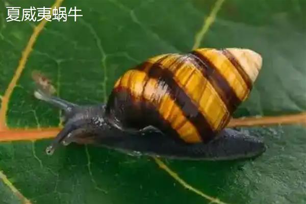 蜗牛有什么种类,常见华蜗牛、玛瑙蜗牛等品种