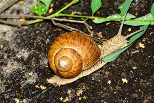 蜗牛有什么种类,常见华蜗牛、玛瑙蜗牛等品种
