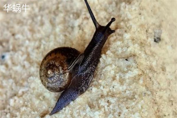 蜗牛有什么种类,常见华蜗牛、玛瑙蜗牛等品种