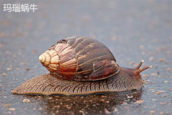 蜗牛有什么种类,常见华蜗牛、玛瑙蜗牛等品种