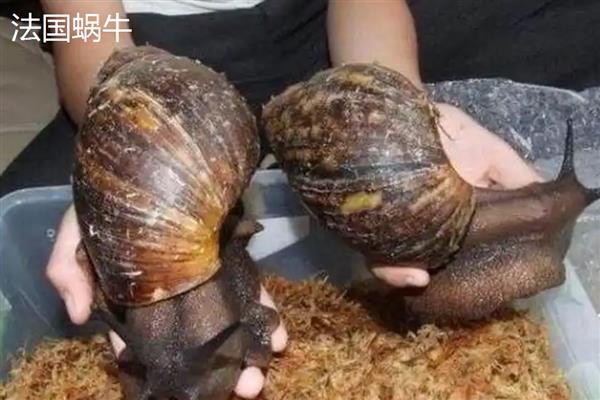 蜗牛有什么种类,常见华蜗牛、玛瑙蜗牛等品种