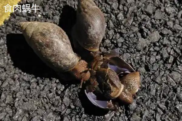 蜗牛有什么种类,常见华蜗牛、玛瑙蜗牛等品种