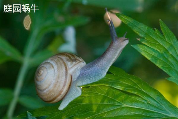 蜗牛有什么种类,常见华蜗牛、玛瑙蜗牛等品种