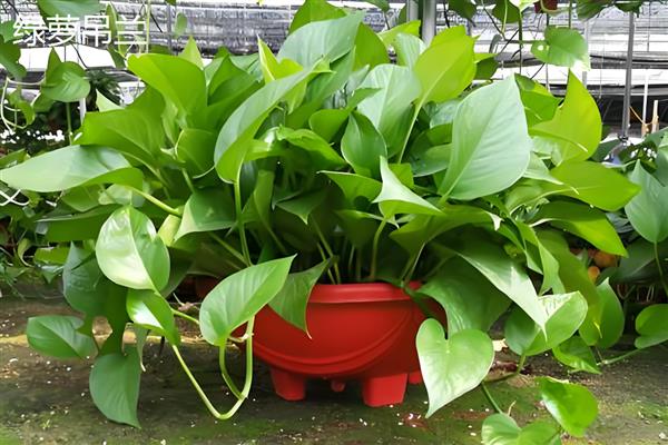 绿萝有什么品种,绿萝吊兰、青叶绿萝等品种很常见