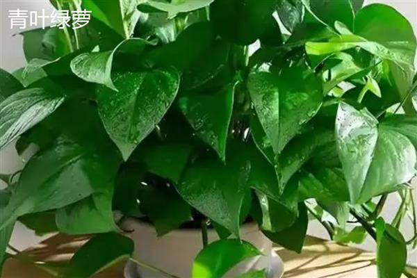 绿萝有什么品种,绿萝吊兰、青叶绿萝等品种很常见