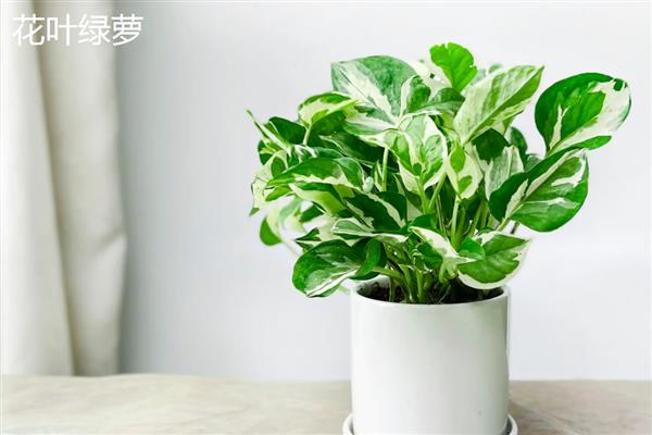 绿萝有什么品种,绿萝吊兰、青叶绿萝等品种很常见