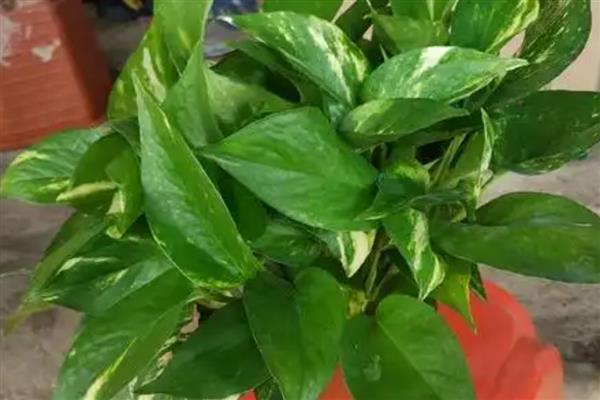 绿萝有什么品种,绿萝吊兰、青叶绿萝等品种很常见