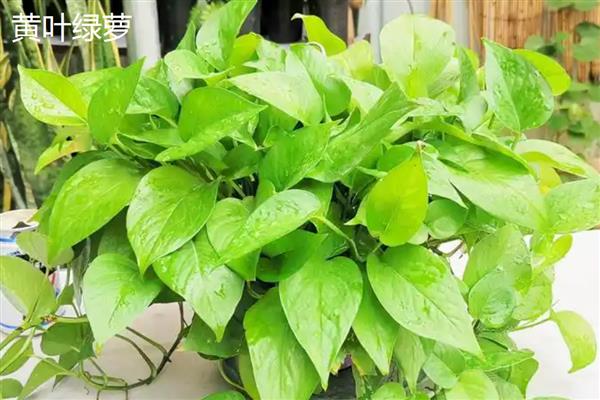 绿萝有什么品种,绿萝吊兰、青叶绿萝等品种很常见